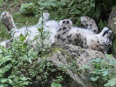 149 BIO PARC DE DOUE LA FONTAINE 5- 2016_000050